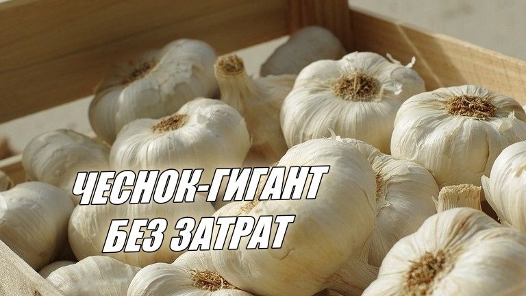 ��������� ���������� ��� �������: ��� ��������� ���� ����������� ������ � 1,5 ����