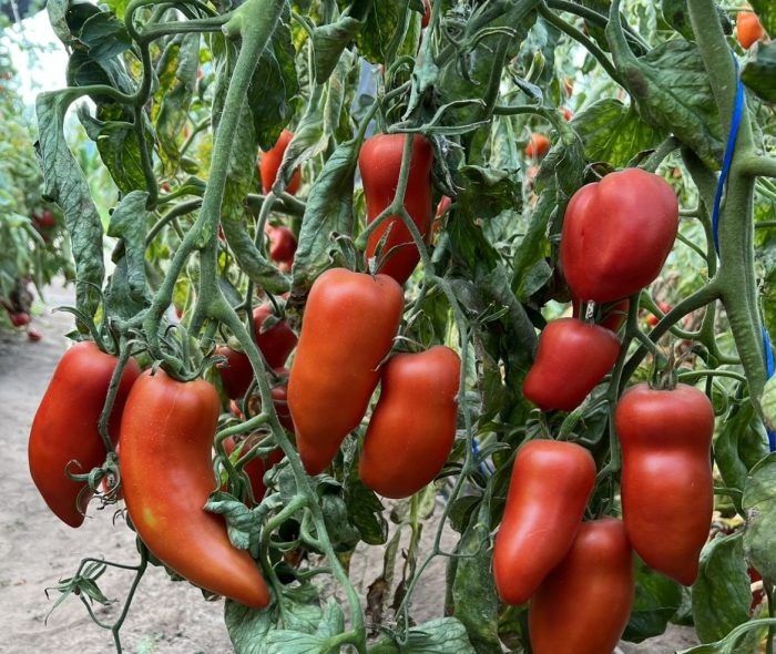 ����� � ����������: �������� ��� ���� ���� ������������� ���