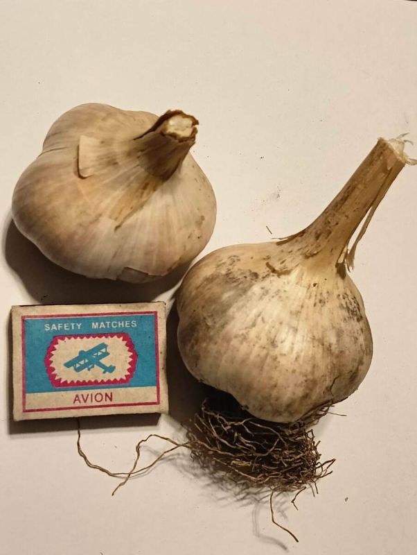 ���������� ������� ������� �������: ������ � ������������