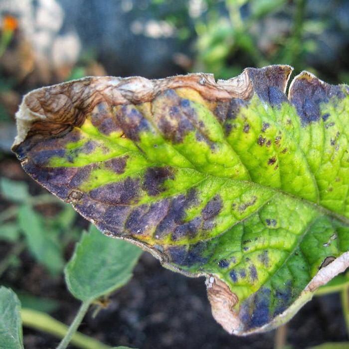 ��� �������� ������������ �� ��������� � �����: ������� ������