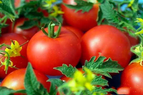 ������ �����: ��� �������� ������� ������� � ������������ ������