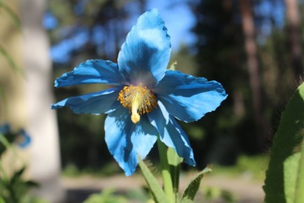 �����������: ��� ��������� ������� ��� � ����� ����