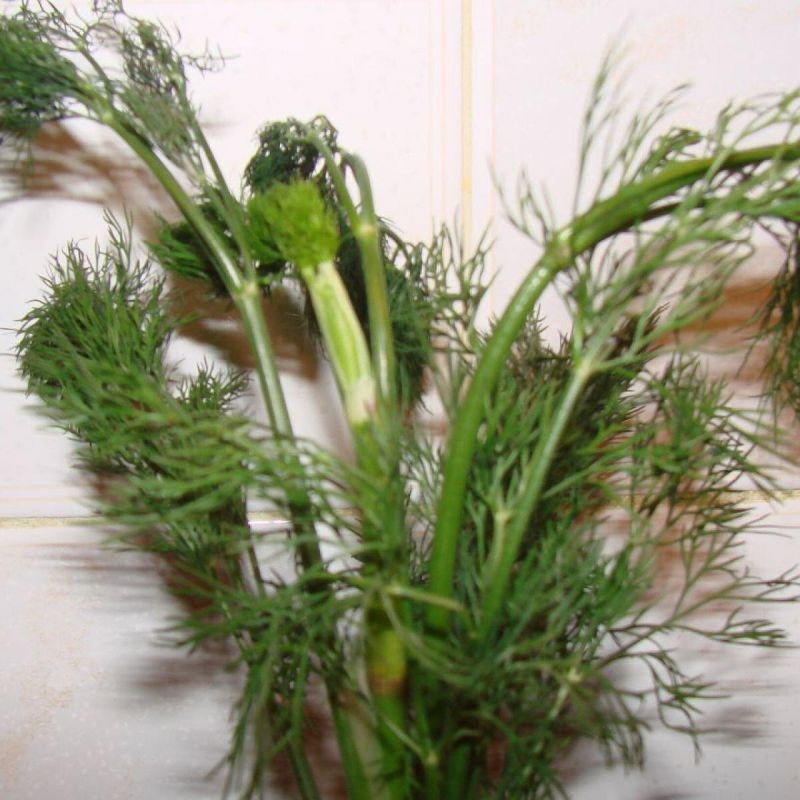 ��� ������� ������ ������: ������, ������� ����� �����