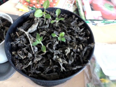 � ������ ���������: �������� ��������� ��������� � ��� �����������