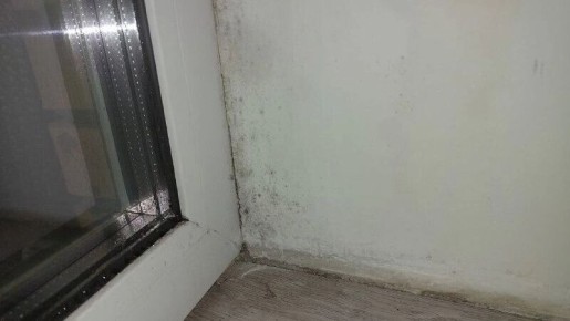 Как защитить свою квартиру от плесени: советы для оренбуржцев