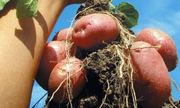 ������ �������� ����� �� ��������: ������� �������, � ������� �� ������������ ��������