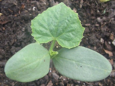 ��� ������ �� ������� �������� ������� ����� �����