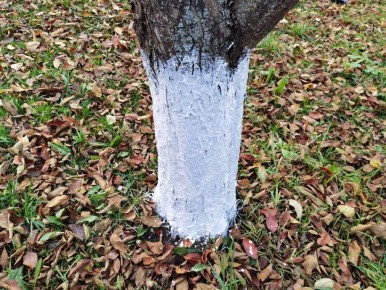 Осенняя побелка деревьев: полезные советы для дачников