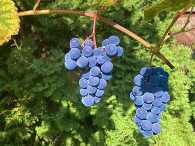 ��������: ������� �������� ������� � ����� �� ����������