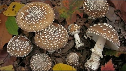 ������� ����� ������: ���� �������� �� ������� �����