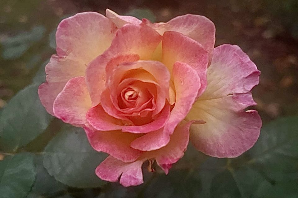 ����� � �������� ������: ��� ������ ���� 5 � 6 ���� � �������� ����������� �������