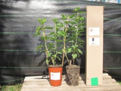 ����� ����� ������ ���������: ����� ��� �����?