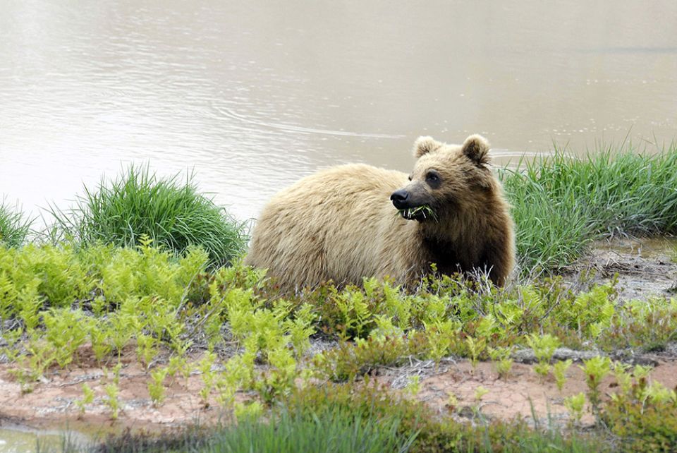 ������ ������� ��������� �������� ��� ������������: ��������� ������� � ����� ������� ����������