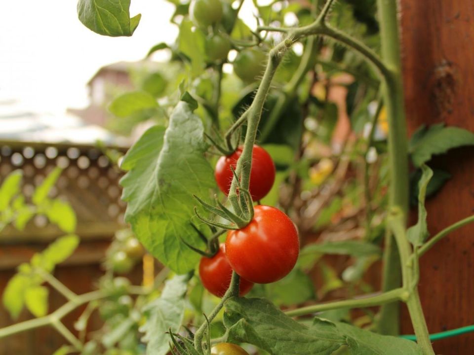 ����� �������, ������� ����� �� ������: ������ �����������