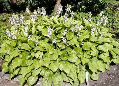 ������� ��������� ����������� �����