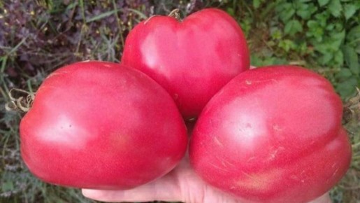 ������� ������ ���������: ����� ���� ����������� ������� ��������