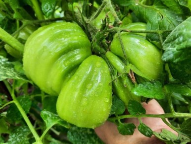 Томат Бифштекс Альби: гиганты на грядке с уникальным вкусом