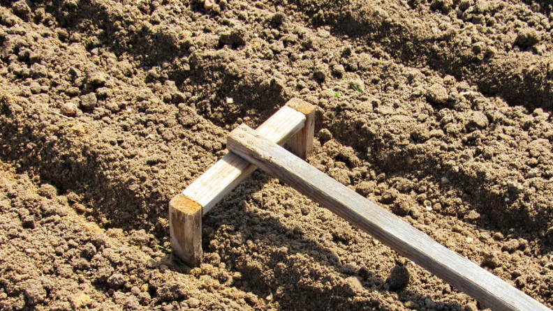 Секреты успешной посадки озимого чеснока: подготовка и уход