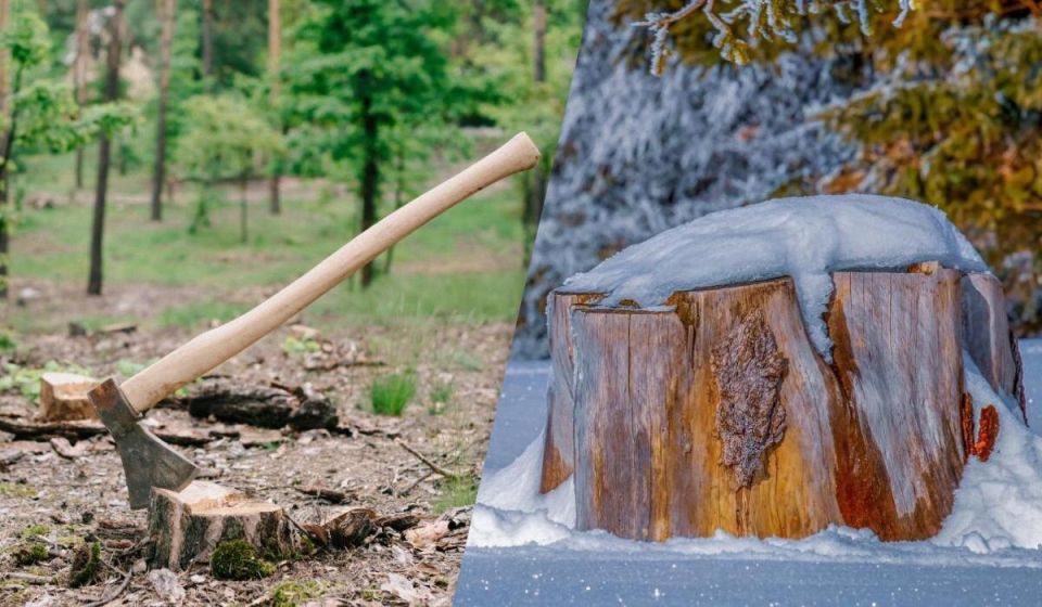 Почему гнилой пень в саду — не проблема, а помощник