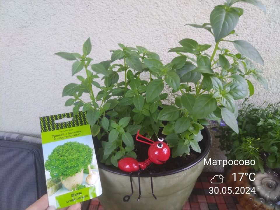 ��� ������� '�����' ���������� ���� ����� � ���������� �������