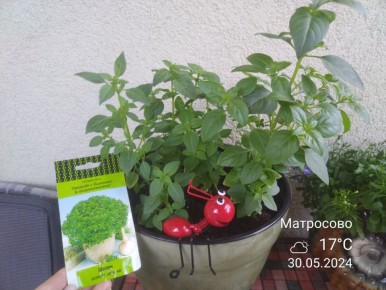 ��� ������� '�����' ���������� ���� ����� � ���������� �������