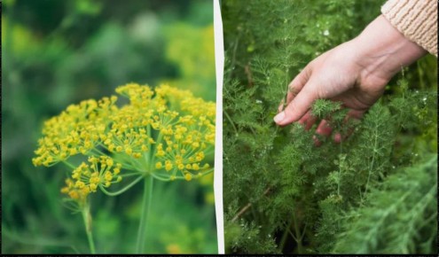 Рассыпать укроп по грядке перед зимой — простое решение трёх проблем вOne