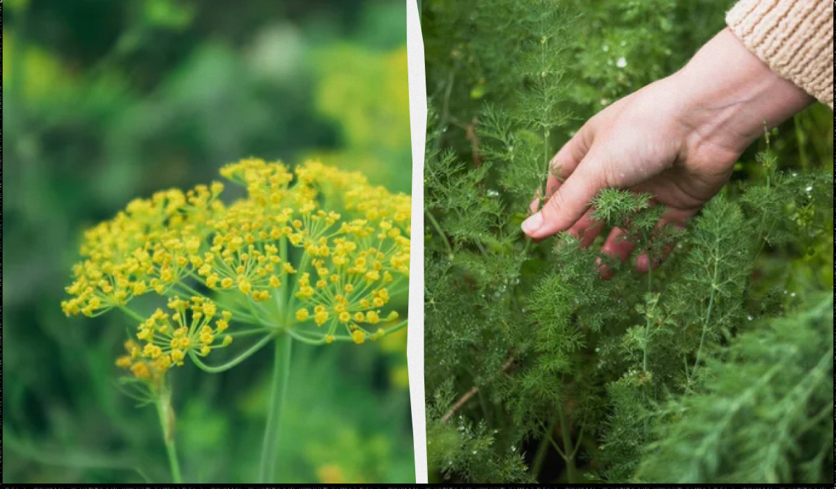 Рассыпать укроп по грядке перед зимой — простое решение трёх проблем вOne