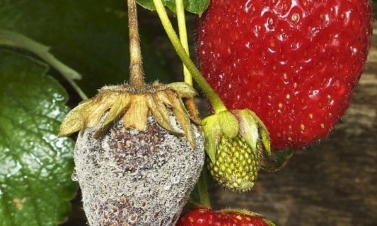Как сохранить урожай земляники в дождливую погоду: советы и хитрости