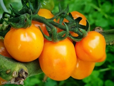 Томат Конфеты Исиды: сладость и красота для вашего сада