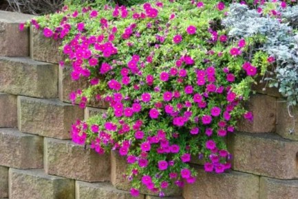 Калибрахоа: идеальный цветок для вашего сада