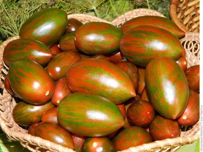 Красный камуфляж в теплице: 5 простых приемов, чтобы помидоры радовали и не трескались