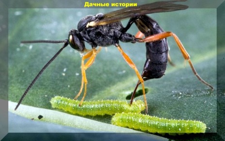 ��������: ������ ���� �������� � ������ � ����������