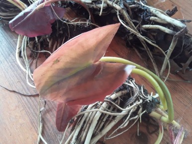 ��� ������ ������� ������� �����: ����������� ������ � ������������