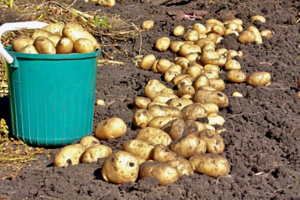 ����� ���� ���������� ��������: ������ � �������� ��� ��������� ����� ������