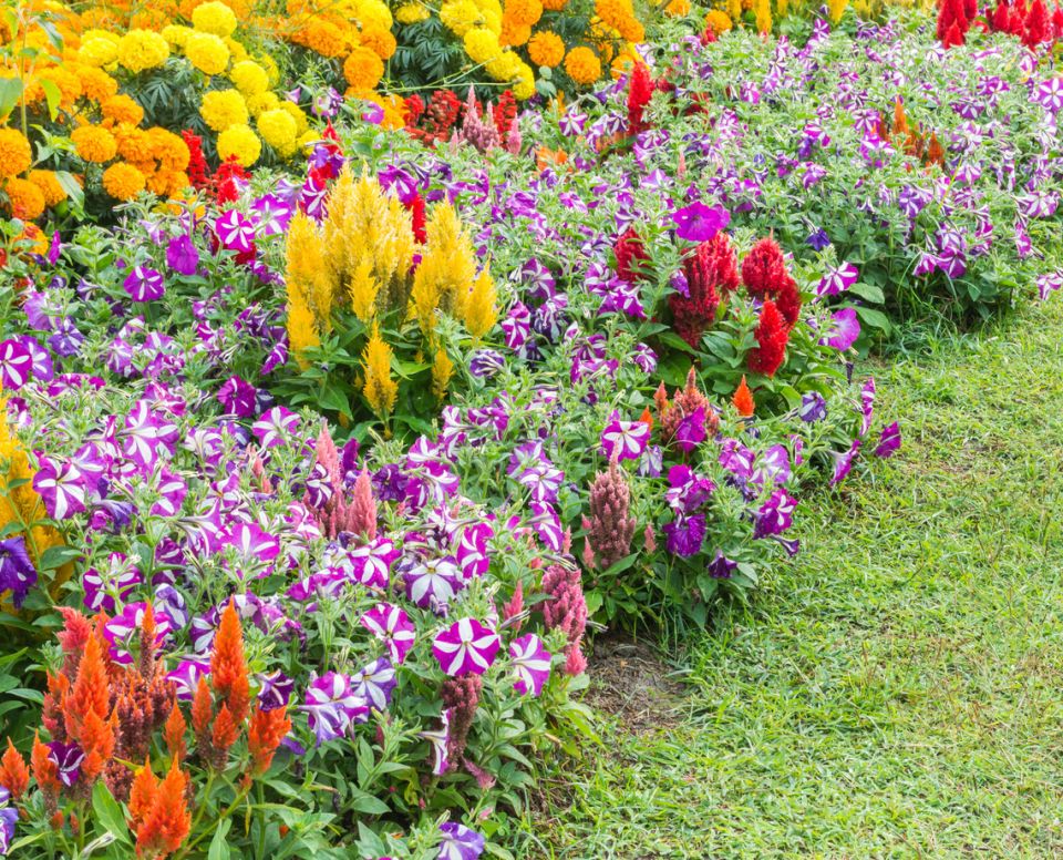 Однолетние цветы: красота и хлопоты, от которых дачники устали