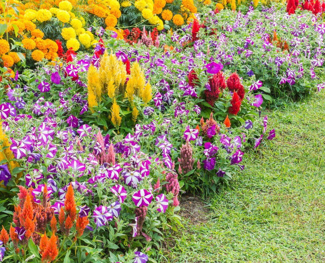 Однолетние цветы: красота и хлопоты, от которых дачники устали
