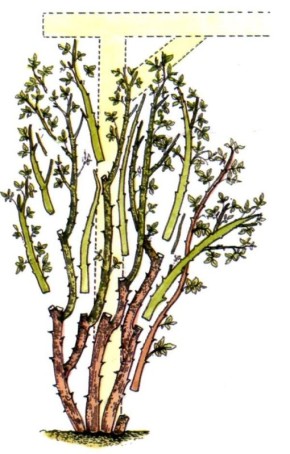 ������ ������� ���: ������ ��� ��� �������� � �������