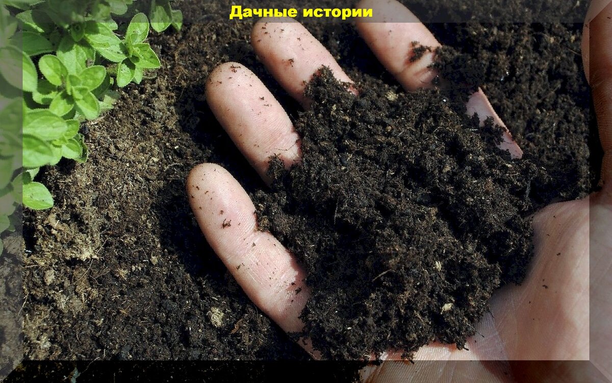 Как осенью подготовить почву для следующего урожая: советы для садоводов