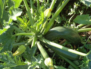 ��� ������� ��������� ������ �������� ��� �������� ������