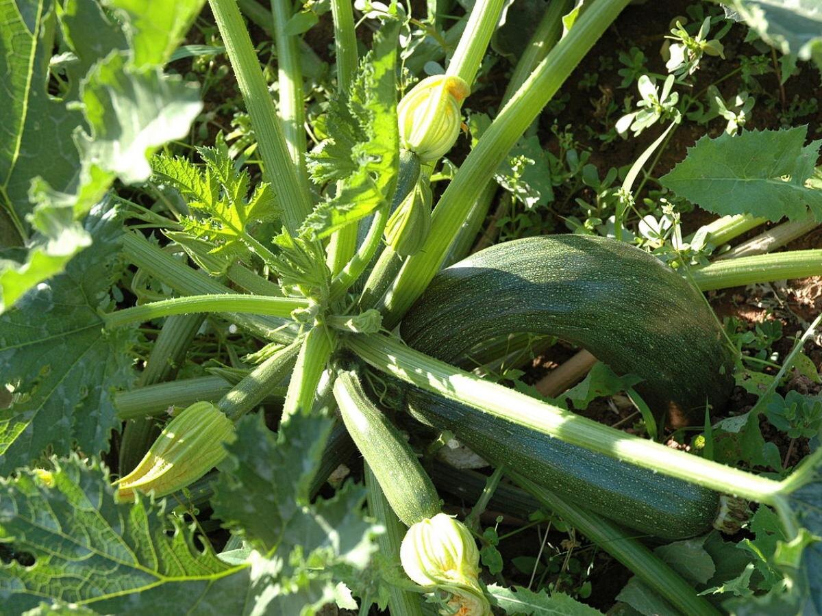 Как выбрать идеальные семена кабачков для богатого урожая