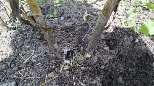 ��� � �������� ����� ����� ������ �������, ��������� ������ ������ � ��� �����������!