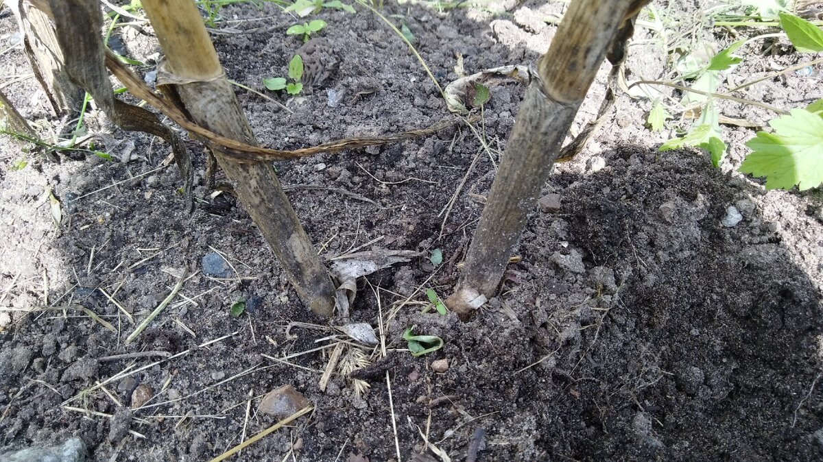 Как я получила почти вдвое больше чеснока, используя старый секрет – это удивительно!