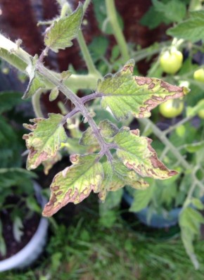 ��� �������� �������� ������� � �������: ������� ������� ��� ������