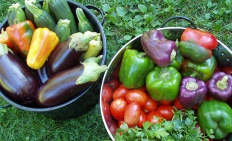 Второй шанс на урожай: что сажать в июле для нового сбора