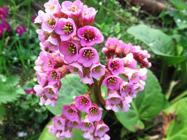 Почему стоит посадить бадан в своём саду