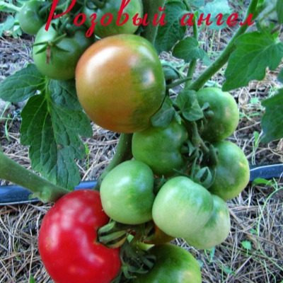 Томат Розовый ангел: секреты успешного раннего урожая