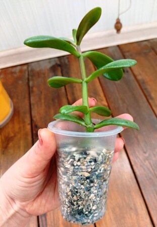 Как вырастить денежное дерево: простые шаги к успеху