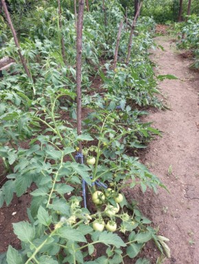 Как защитить томаты от фитофторы: эффективные советы