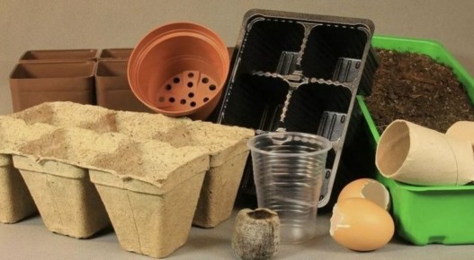 Как правильно подготовить тару для рассады: секреты успешного посева