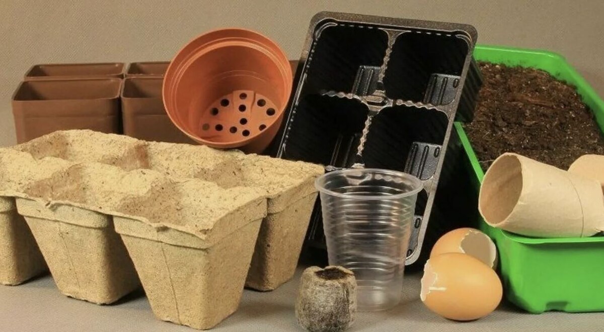 Как правильно подготовить тару для рассады: секреты успешного посева